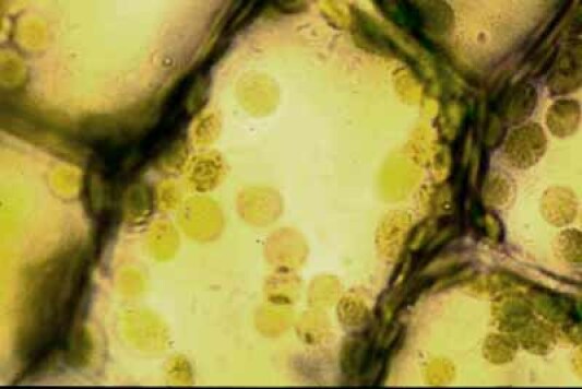 L'ORGANISATION DE LA CELLULE AU MICROSCOPE ÉLECTRONIQUE OU